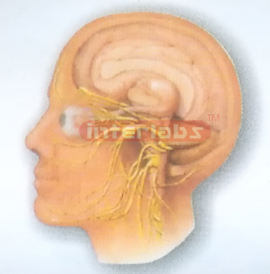 HUMAN HEAD AND NECK CRANIAL NERVES  DISTRIBUTION MODEL